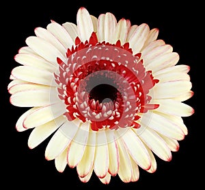 Red-white  gerbera flower, black isolated background with clipping path.   Closeup.  no shadows.  For design.