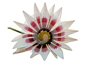 Red-white gerbera flower isoloted