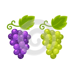 Red and white grapes