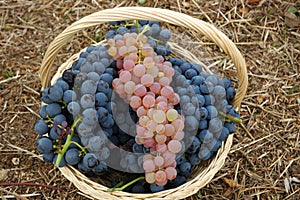 Red and white grapes of wine, Chianti, Italy