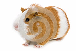Red and white guinea pig isolated on white photo