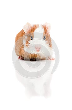 Red and white guinea pig on white background