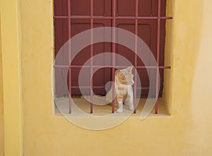 Red and white hair cat on the window