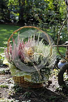 Red and white heather plants in a basket