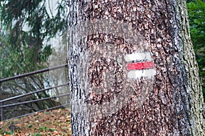 Red and white hiking trail signs symbols on the tree in the forest