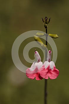 Red and white hot lips salvia flowers