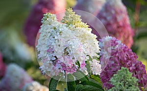 Red-white hydrangea flower close up. Selective focus