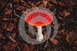 Red and white iconic fly agaric mushroom