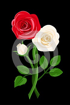 vector red and white intertwined roses. photo