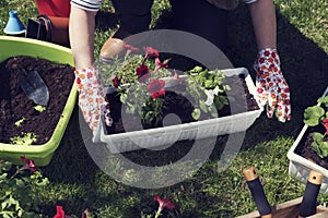 Red and white ipomea planted in a pot