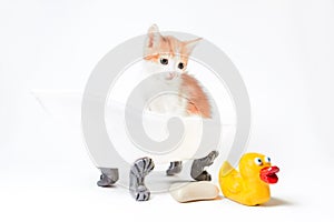 Red and white kitten sits in a toy bathtub next to a bar of soap and a yellow rubber duckie