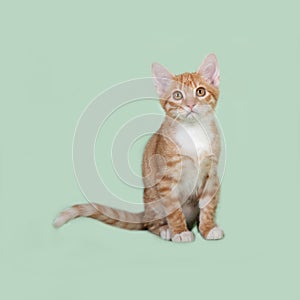Red and white kitten sitting on green