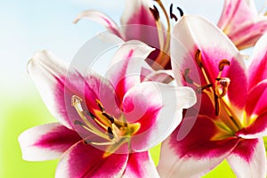 Red white lilies, stamen, close up