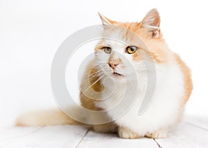 Red and white long haired cat sitting on white floor.