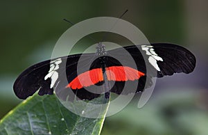 Red White Longwing Butterfly Close Up