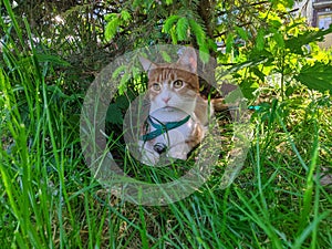 red white Maine Coon cat lies under a green tree in the shade surrounded by grass in the summer during the day