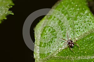 Red and white mite acari