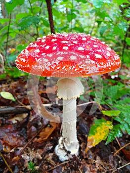 Red and white mushroom