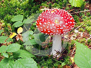 Red and white toadstool