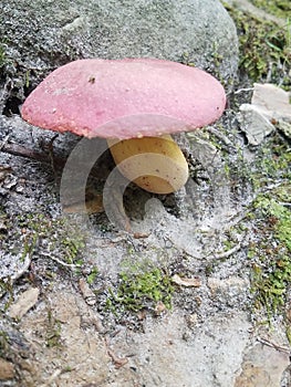 Red and white mushroom growing amongst rocks