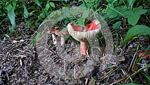 Red and White Mushroom in North Georgia Mountain Forest