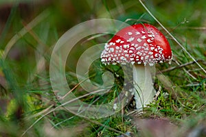 Red and white mushroom toadstoolalso known as Amanita Muscaria