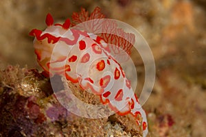 Red and white Nudibranch photo