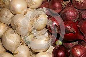 Red And White Onions photo