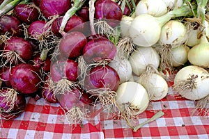 Red and White Onions on Checkered Table Cloth