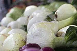 Red and White Onions at the Farmer`s Market