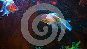 Red And White Oranda Goldfish Against Air Bubble Curtain In Home Aquarium