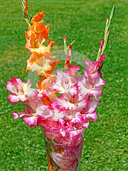 red and white and orange Gladiolus, Summer flowers in vase
