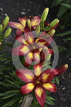 Red white and orange lily flowers in the garden. Lilies are big flowers. Beautiful flowers close-up