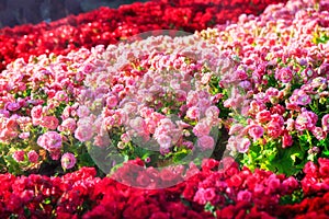 Red, white, orange and pink roses in the garden