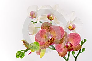 Red & White Orchid