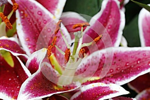 A red and white oriental lily, ilium, detail