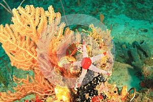 Red and white pearl sea star on coral reef