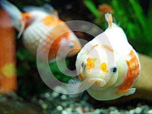 Red and White Pearlscale Goldfish