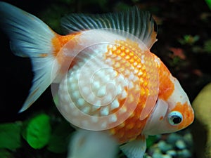 Red and White Pearlscale Goldfish