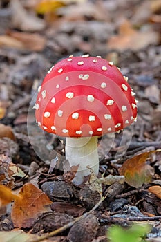 Red and white perfection with fly agaric, Amanita muscaria