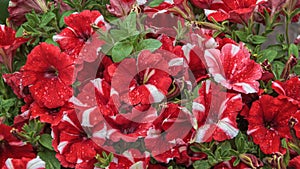 Red and white petunia flowers blooming in garden