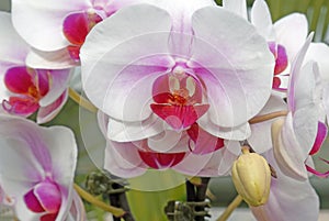 red and white Phalaenopsis Orchids or moth orchids and buds in Spring photo