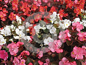 Red, white and pink begonias photo