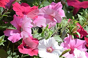 Red white pink petunias growing