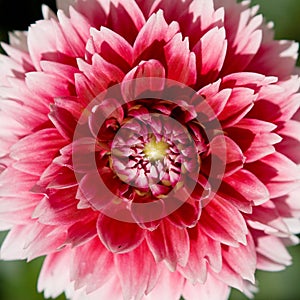 Red-white pion flower photo