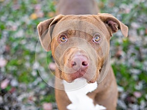 A red and white Pit Bull Terrier mixed breed dog