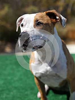 Red and White Pitbull posing for her head shot