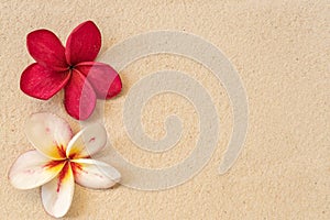 Red and white plumerias on a light-colored background with copyspace