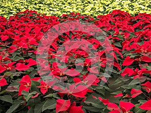 Red and white poinsettia Christmas flowers