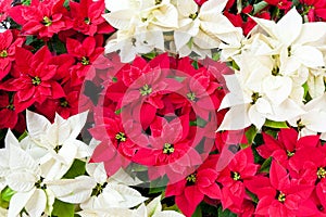 Red and white poinsettias. photo